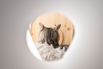 くつろぐ猫　サバトラ猫