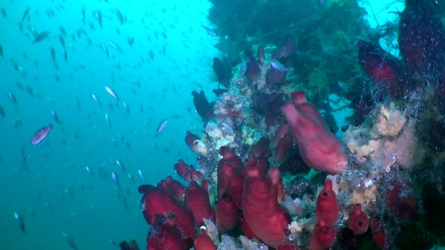 Slow motion reveals colorful display of red ascidia and fish in Sea of Japan. Pollution, overfishing, and climate change are all threats to delicate ecosystem of sea and its inhabitants.