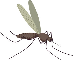 Small flying mosquito insect