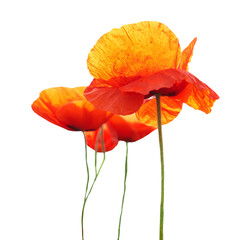 Obraz premium Red poppy flowers bouquet in PNG isolated on transparent background