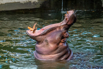 Naklejka na ściany i meble Hippopotamus Opens Wide in Zoo Exhibit