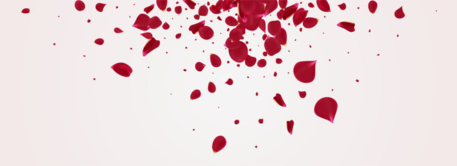 Fototapeta na wymiar Red Rose Blur Vector Panoramic White Background.