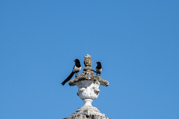 beautiful magpies on a winter day in search of food against the blue sky