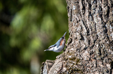 beautiful gray nuthatch on a winter day looking for food