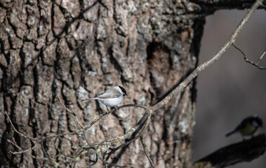 beautiful gray powder on a winter day in search of food