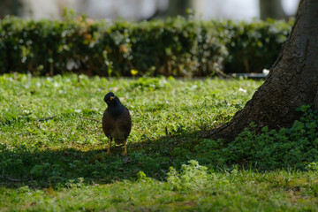 bird on the grass