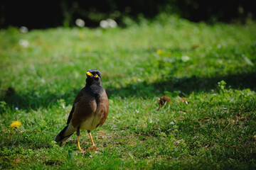 bird in the grass