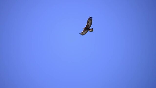 Gold Eagle flying through the blue sky in Wyoming moving in slow motion.