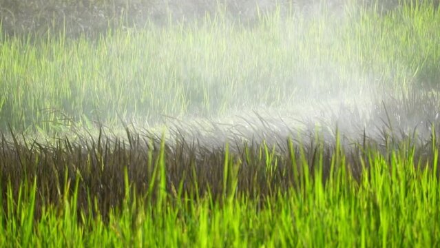 Agriculture drone spraying fertilizer or chemical on the cultivated agricultural field. insecticides, fungicides or herbicides from weeds.