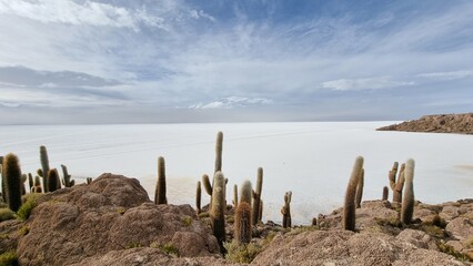 Salar de Uyuni, Bolívia, cactus desert