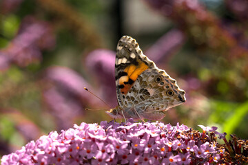 Motyl siedzący na kwitnących kwiatach. Rusałka. (Vanessa).
