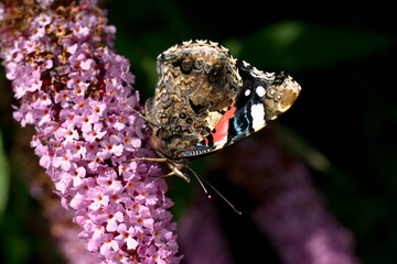 Motyl siedzący na kwitnących kwiatach. Rusałka. (Vanessa). - obrazy, fototapety, plakaty