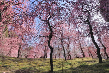 京都の満開のしだれ梅（城南宮）