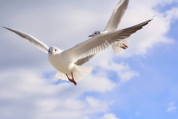 Seagulls flying in the blue sky on a sunny day. A background full of freedom and carefree. Copy space.