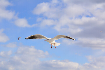 Seagull flying in the blue sky on a sunny day. A background full of freedom and carefree. Copy space.