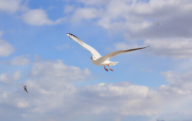 Seagull flying in the blue sky on a sunny day. A background full of freedom and carefree. Copy space.