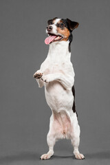 cute jack russell terrier dog standing trick in the studio on a grey background