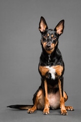cute australian kelpie dog sitting in the studio on a grey background looking at the camera