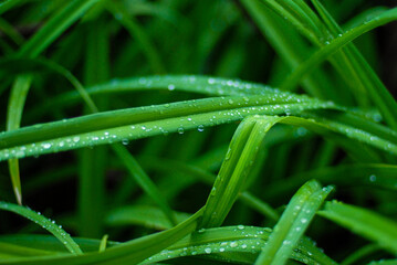 rain drops on a leaf