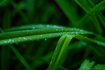 rain drops on a leaf