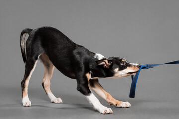 cute border collie puppy dog playing tug of war in the studio on a grey background - obrazy, fototapety, plakaty