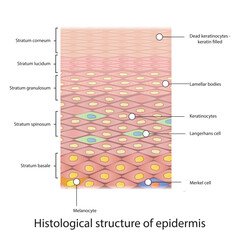 Histological structure of epidermis - skin layers shcematic vector illustration showing epithelial skin layers, melanocytes, keratinocytes, lamellar bodies and merkel cells - obrazy, fototapety, plakaty