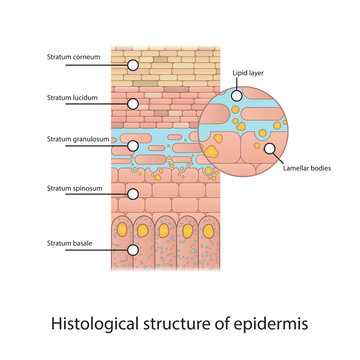 Histological structure of epidermis - skin layers shcematic vector illustration showing stratum basale, spinosum, granulosum, lucidum and corneum and lamellar bodies