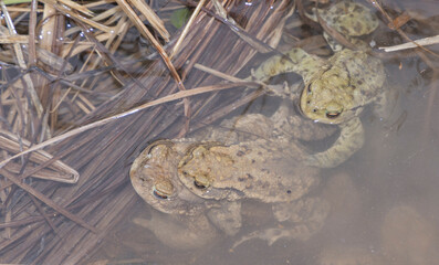 Kröten, krötenwanderung