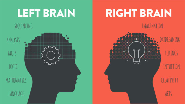 Left Brain vs. Right Brain Dominance infographic template. How the human brain works theory. Creative people right-brained and analytical thinkers left-brained concept.Visual slide presentation vector