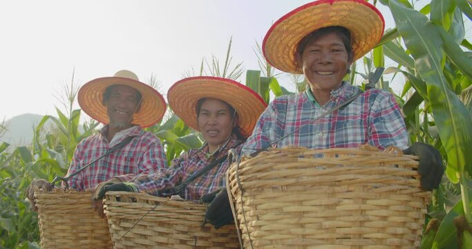 A group of the happy smiling Asian farmers who are the poor employee in a rural farm while harvesting the corns in the corn field. 