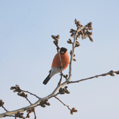 The snowbirds have arrived in spring 