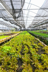 Plant green house vegetables nursery Green salad growing , green leafs organic farm concept