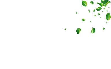 Green Foliage Flying Vector White Background.