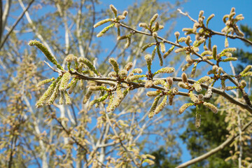 Poplar tree blossom, spring in Istanbul March 2023