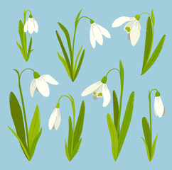 Fototapeta na wymiar Set of snowdrops on blue background. Wild spring blooming flowers. Flat vector illustration