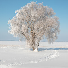 lonely frosty hoar tree in snow covered bright sunny  rural field in winter landscape