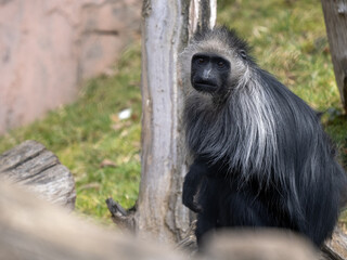 King Colobus, Colobus polykomos, sits on a trunk and looks around.