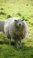 Ovejas lanosas en pradera de hierba verde