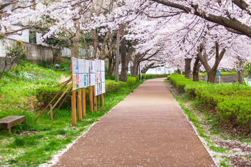桜咲く散歩道に立つ選挙掲示板
