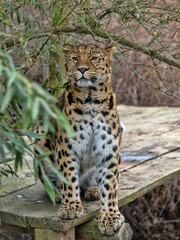 An Amur Leopard, Panthera pardus orientalis, sits on a footbridge and observes the surroundings.
