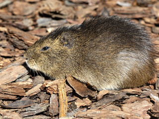 Uruguay Guinea pig, Cavio magna, basks in the morning sun.