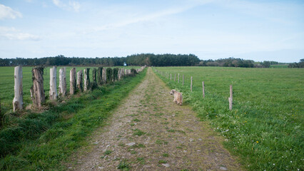 Fototapeta na wymiar Perro en camino rural entre praderas de pasto