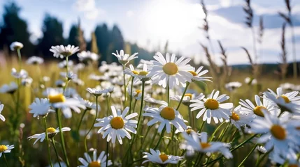 Fotobehang White daisies in the field. Beautiful meadow with daisies. © Yaroslav