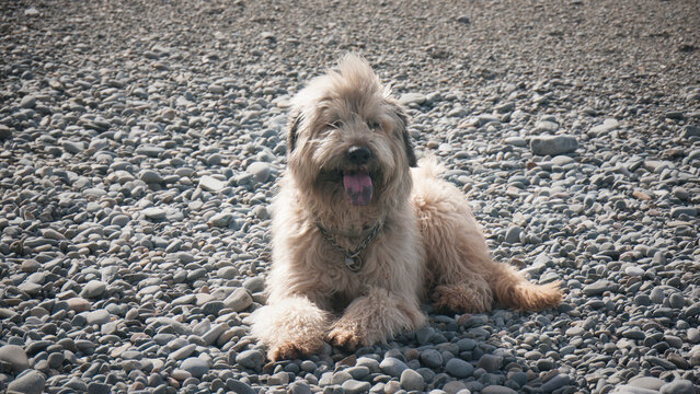 Perro peludo tumbado en playa de cantos 