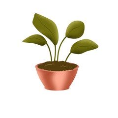 Indoor potted plant