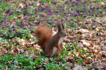 Naklejka na ściany i meble Wild redhead squirrel with white tummy standing on its hind legs in a spring meadow with wild flowers and fresh green plants. Closeup photo outdoors
