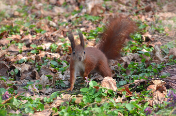 Redhead squirrel in spring park against the background of old leaves and young plants