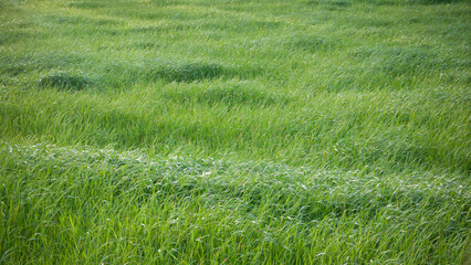 Pradera de hierba verde en día soleado