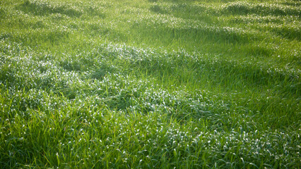 Pradera de hierba verde en día soleado © Darío Peña