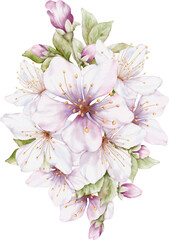 Fototapeta na wymiar Cherry blossom bouquet watercolor illustration
